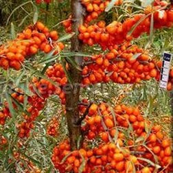 ������ ������ ���������� �������� �������� (��� �������)   ����