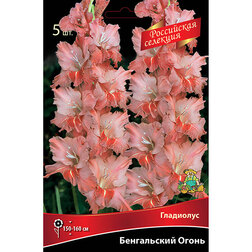 ������ ������ ��������� ����������� ����� (5 ��.)   ����