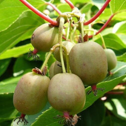 ������ ������ ��������� ������ ���������   ����