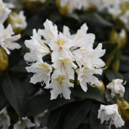 ������ ������ ������� ������������ ������� ��������� ����   ����