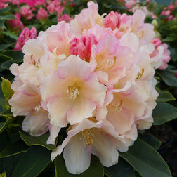 ������ ������ ����������� ������������ ������ ���   ����