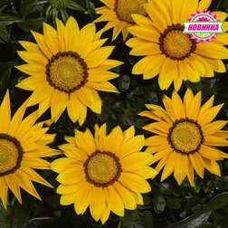 ������ ������ ������� ��� ���� ����� (1��-100��) ���������������� ������   ����