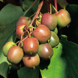 ������ ������ ��������� ������ ������   ����