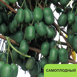 ������ ������ ��������� ������ �����   ����