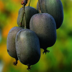 ������ ������ ��������� ������ ���� ���   ����