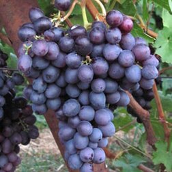 ������ ������ �������� �������� ����� ��������   ����