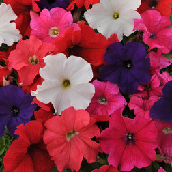 ������ ������ ������� ����������� �� ����� ���� (1��-100�����) ���������������� ������   ����