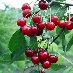 ������ ������ ����� ����������   ����