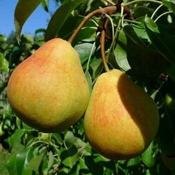 ������ ������ ����� ������������   ����