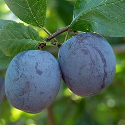 ������ ������ ����� �������� ������   ����