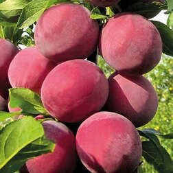 ������ ������ ����� ������� (�����) �������   ����