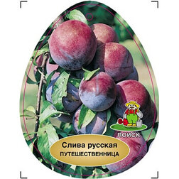 ������ ������ ����� ������� (�����) ���������������   ����