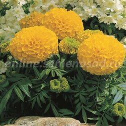 ������ ������ �������� ������������ ������� ���� (1��-5 000��)���������������� ������   ����