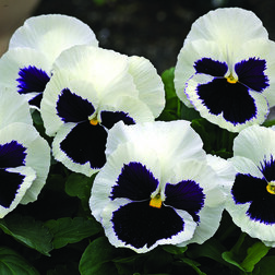 ������ ������ ����� ��������������� ������ ��������� ���� (1��-1000��)   ����