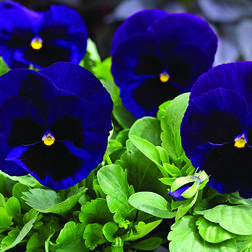 ������ ������ ����� ��������������� ������ ��� ��� ���� (1��-1000��)���������������� ������   ����