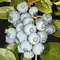 ������ ������ �������� ������������ �����   ����