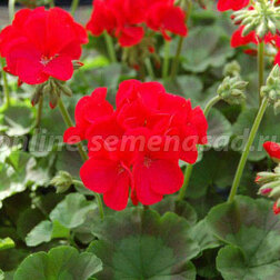 ������ ������ ���������� ��������� ����� ��� (1��-1000��) ���������������� ������   ����