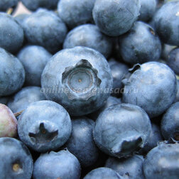 ������ ������ �������� ������������ ���������   ����