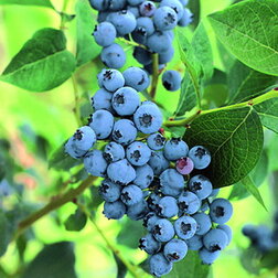 ������ ������ �������� ������������ ��������   ����