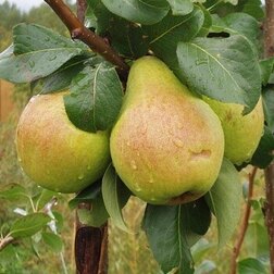 ������ ������ ����� ���������   ����