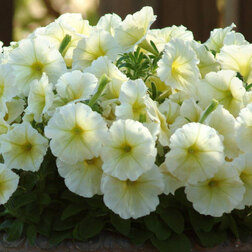 ������ ������ ������� ����������� ����� ����� (1��-1000 �����) ���������������� ������   ����