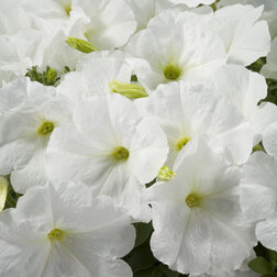 ������ ������ ������� ����������� ��������� ���� (1��-1000�����) ���������������� ������   ����