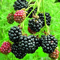 ������ ������ ������� ������� ������ (���������)   ����