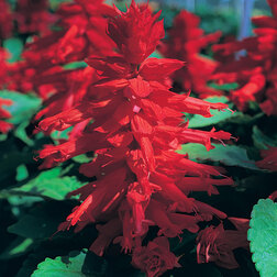 ������ ������ ������� ������ ��� (1��-5 000��)   ����