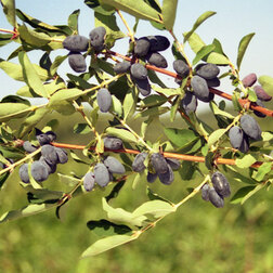 ������ ������ ��������� ��������� ������   ����