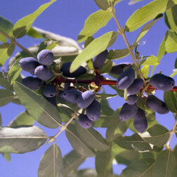 ������ ������ ��������� ��������� �����   ����