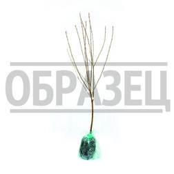 ������ ������ ����� ��������� ��������� (������ ����� �����������) (� �����)   ����