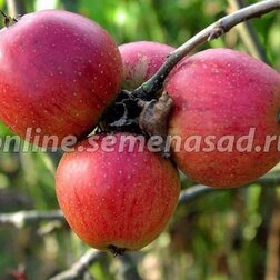 ������ ������ ������ ���������� ����������� (� �����) (������ 54-118 ��������.)   ����