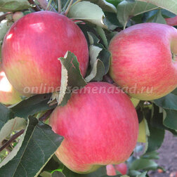 ������ ������ ������ ����� (������ ��������) (� �����)   ����