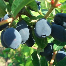 ������ ������ ��������� ��������� ������������� ������   ����