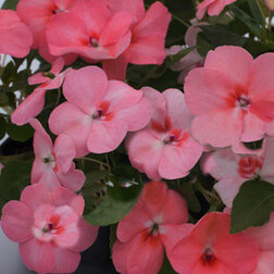 ������ ������ ��������� ������ ����� (1��-100��) ���������������� ������   ����