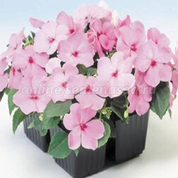 ������ ������ ��������� ������ ���� (1��-100��) ���������������� ������   ����