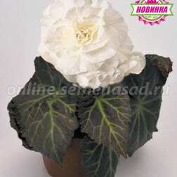 ������ ������ ������� ��������� ������� ����� ���� (1��-100 �����) ���������������� ������   ����