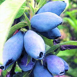 ������ ������ ������� ��������� ����� ����� (���������)   ����