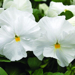 ������ ������ ����� ��������������� ������ ���� ��� (1��-100��) ���������������� ������   ����