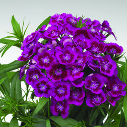 ������ ������ �������� �������� �������� ����� (1��-250�����) ���������������� ������   ����