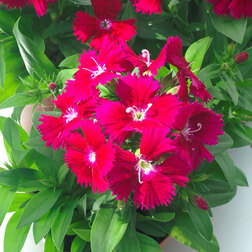 ������ ������ �������� ���� ������ (1��-100��)���������������� ������   ����