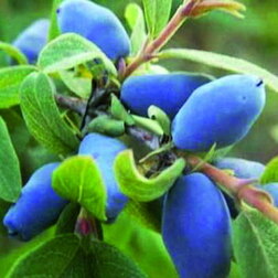 ������ ������ ��������� ��������� ������   ����