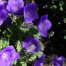 ������ ������ ����������� ������� ������� ��� ��� (1��-100��) ���������������� ������   ����