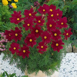 ������ ������ ������ ������ ������ (1��-100��) ���������������� ������   ����