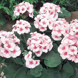 ������ ������ ���������� ��������� ������� ���� (1��-100��) ���������������� ������   ����