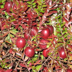 ������ ������ ������ ������������� ��� ������   ����