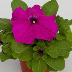 ������ ������ ������� ����������� �������� ������ ����� (1��-100�����) ���������������� ������   ����