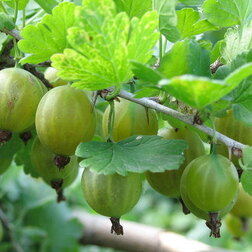 ������ ������ ��������� �������   ����