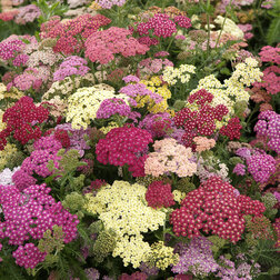 ������ ������ ������������� ������ ������ ���� (1��-100��) ���������������� ������   ����