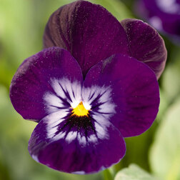 ������ ������ ������ ������� ������ ����� (1��-100��) ���������������� ������   ����